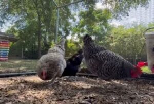Chickens